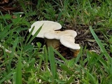 Ganoderma curtisii image