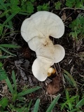 Ganoderma curtisii image
