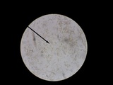 Xerocomus illudens image