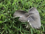 Amanita sect. Vaginatae image