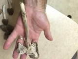 Amanita sect. Vaginatae image