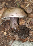 Tylopilus plumbeoviolaceus image