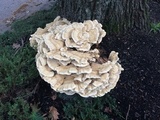 Bondarzewia berkeleyi image