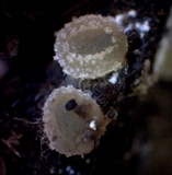 Ascobolus stercorarius image