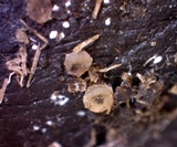 Ascobolus stercorarius image
