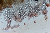 Ascobolus stercorarius image