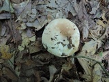 Russula compacta image