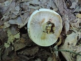 Russula compacta image