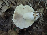 Russula inopina image