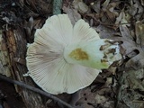 Russula inopina image