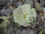 Russula inopina image