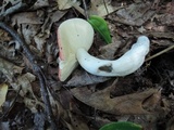 Russula rubescens image