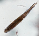 Trichoglossum walteri image