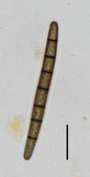 Trichoglossum walteri image