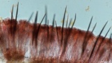 Trichoglossum walteri image