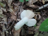 Russula crustosa image