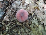 Russula mariae image