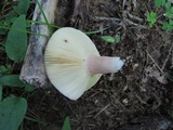 Russula mariae image