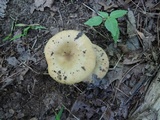 Russula pectinatoides image