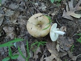 Russula pectinatoides image