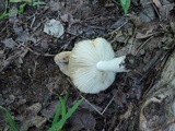 Russula pectinatoides image