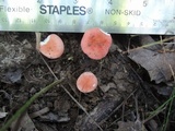 Russula minutula image