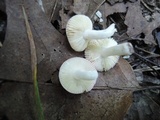 Russula minutula image