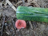 Russula minutula image