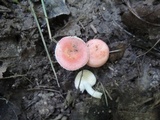 Russula minutula image