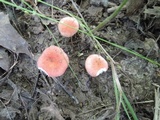 Russula minutula image