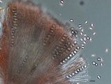 Helvella lacunosa image