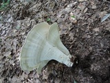 Bondarzewia berkeleyi image
