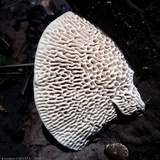 Daedalea quercina image
