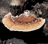 Daedalea quercina image