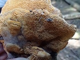 Pycnoporellus fulgens image