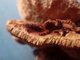 Pycnoporellus fulgens image
