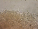 Pycnoporellus fulgens image