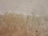 Pycnoporellus fulgens image