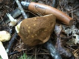 Xanthoconium affine image
