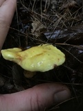 Suillus americanus image
