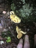 Suillus americanus image