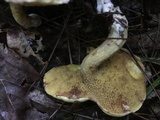 Suillus americanus image