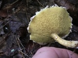 Suillus americanus image