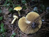 Suillus americanus image