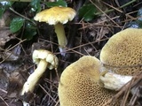 Suillus americanus image
