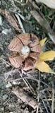 Geastrum triplex image
