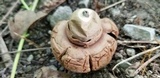 Geastrum triplex image