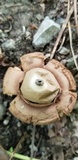 Geastrum triplex image