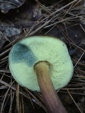 Boletellus chrysenteroides image