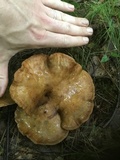 Boletinellus merulioides image